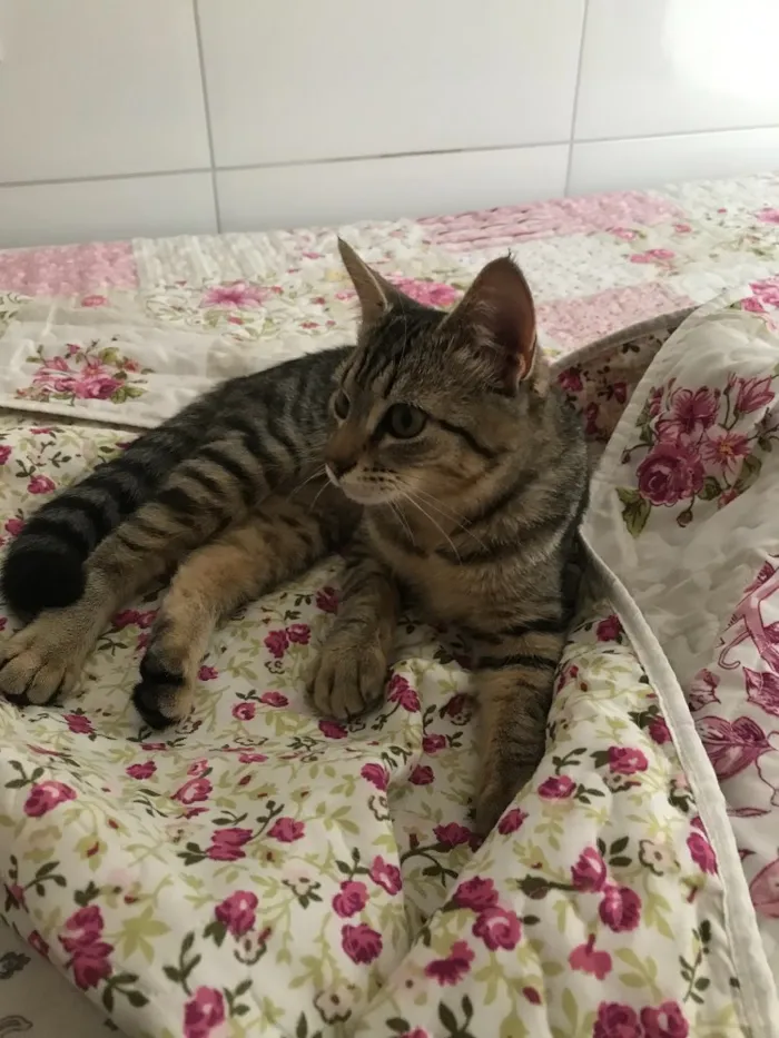 Gato ra a Vira lata  idade 2 a 6 meses nome Lux 