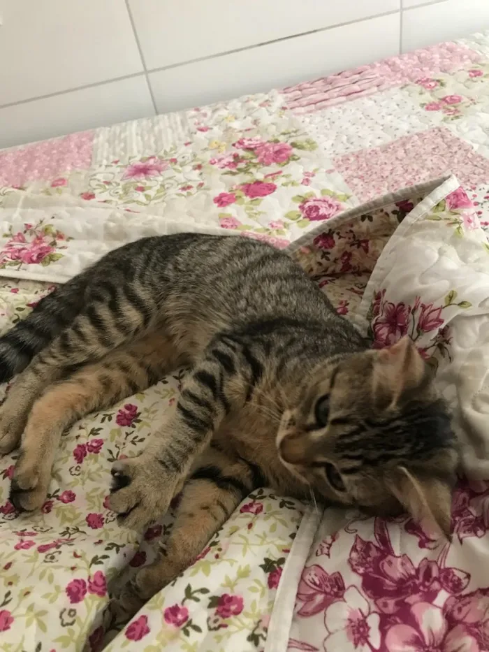 Gato ra a Vira lata  idade 2 a 6 meses nome Lux 