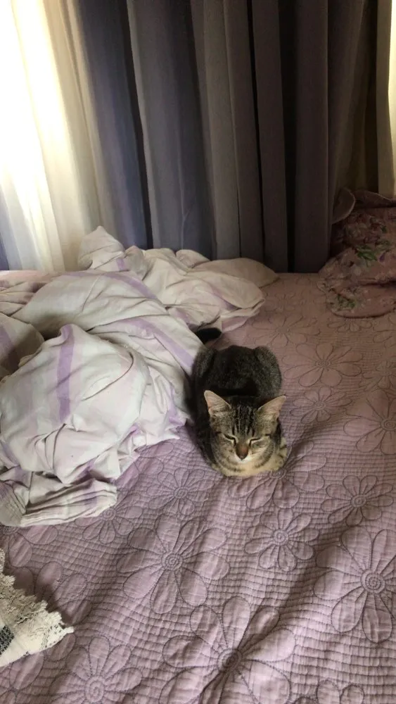 Gato ra a Vira lata  idade 2 a 6 meses nome Lux 