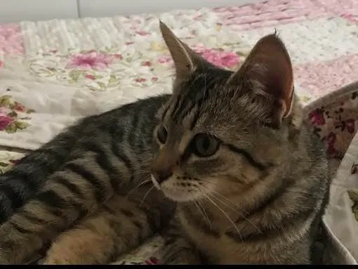 Gato ra a Vira lata  idade 2 a 6 meses nome Lux 