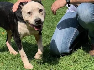 Cachorro raça Pit bull idade 6 ou mais anos nome Ravena