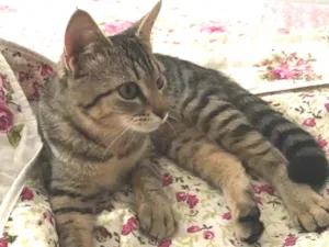Gato raça Vira lata  idade 2 a 6 meses nome Lux 