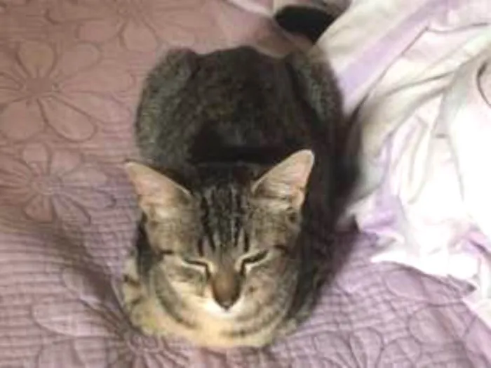 Gato ra a Vira lata  idade 2 a 6 meses nome Lux 