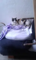 Gigi Linda gatinha