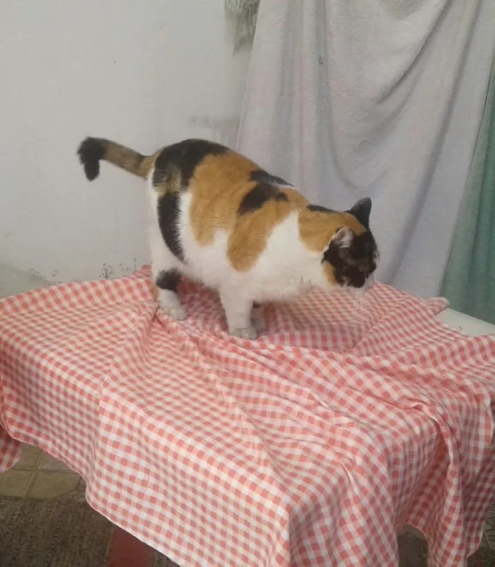 Gato ra a Srd  idade 2 anos nome Gigi Linda gatinha 