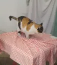Gigi Linda gatinha