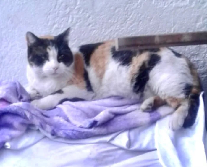 Gato ra a Srd  idade 2 anos nome Gigi Linda gatinha 