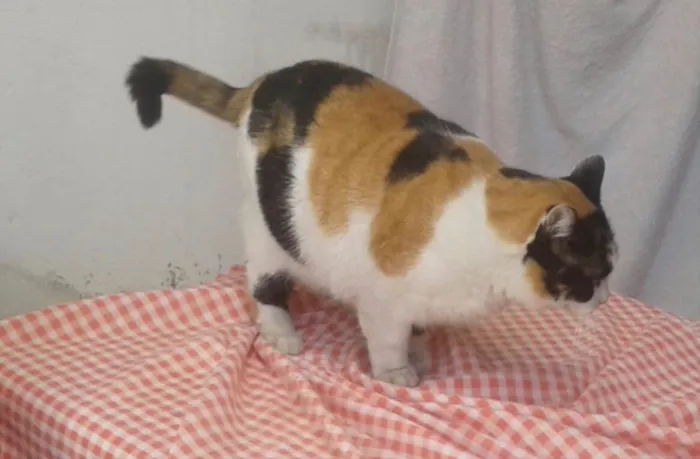 Gato ra a Srd  idade 2 anos nome Gigi Linda gatinha 
