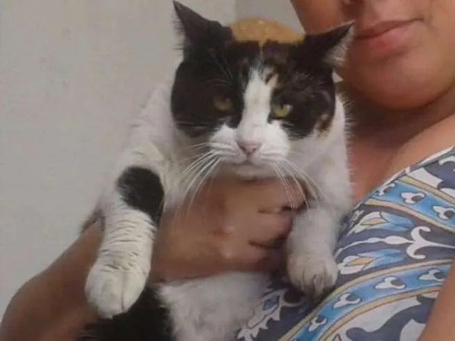 Gato ra a Srd  idade 2 anos nome Gigi Linda gatinha 