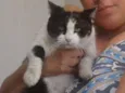Gigi Linda gatinha