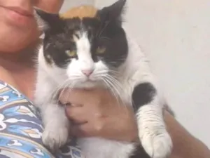 Gato raça Srd  idade 2 anos nome Gigi Linda gatinha 