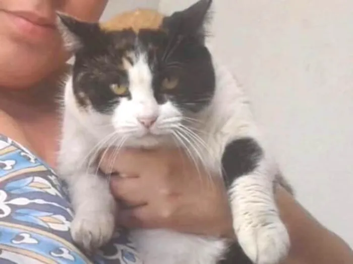 Gato ra a Srd  idade 2 anos nome Gigi Linda gatinha 