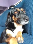 Mel