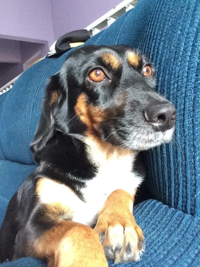 Cachorro ra a Vira lata idade 4 anos nome Mel