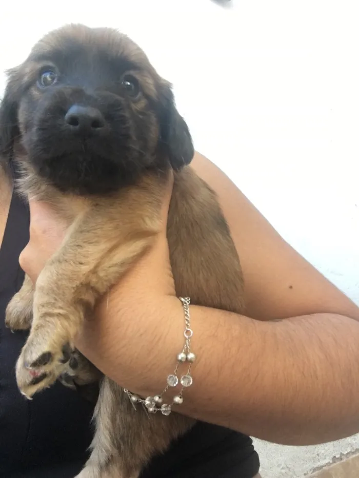 Cachorro ra a Vira lata idade 4 anos nome Mel
