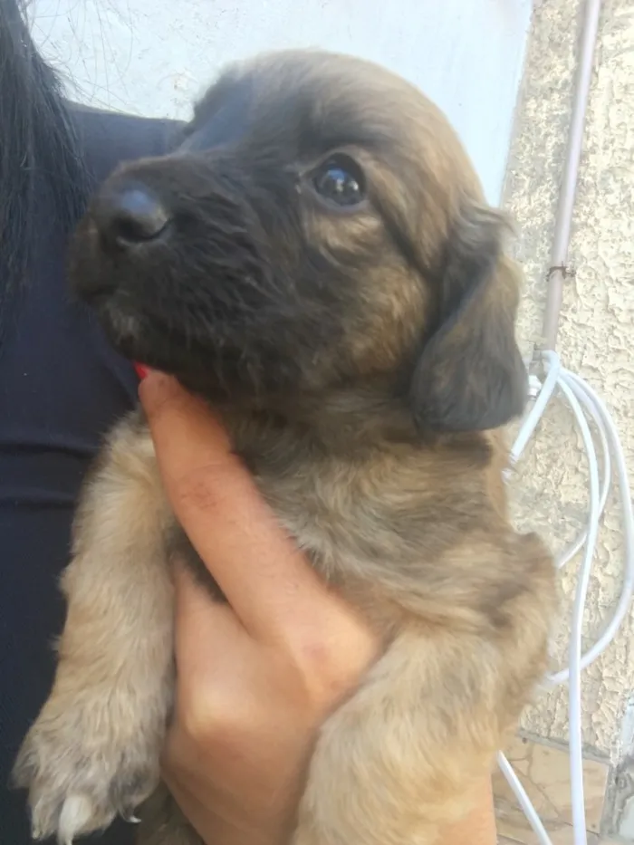 Cachorro ra a Vira lata idade 4 anos nome Mel