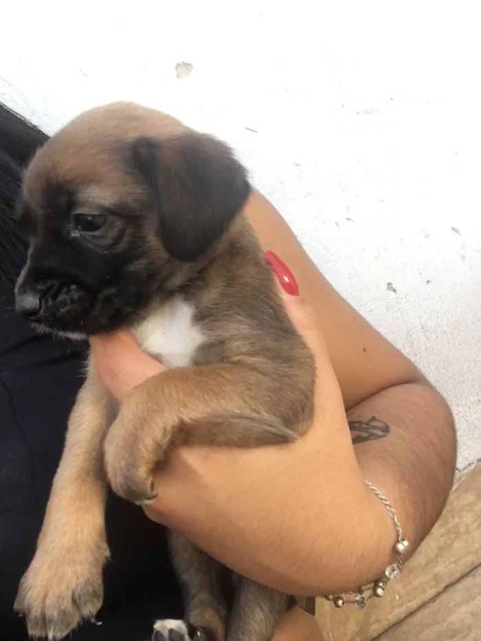 Cachorro ra a Vira lata idade 4 anos nome Mel