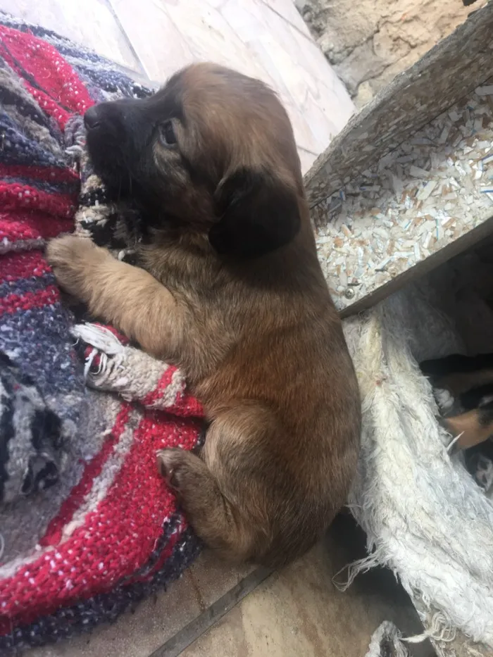 Cachorro ra a Vira lata idade 4 anos nome Mel