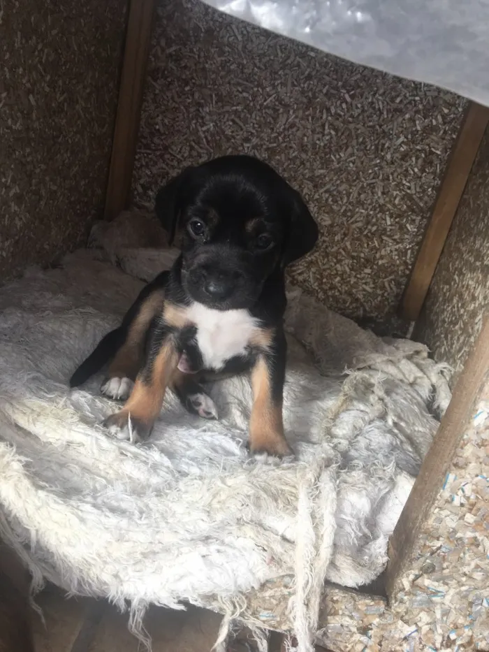 Cachorro ra a Vira lata idade 4 anos nome Mel