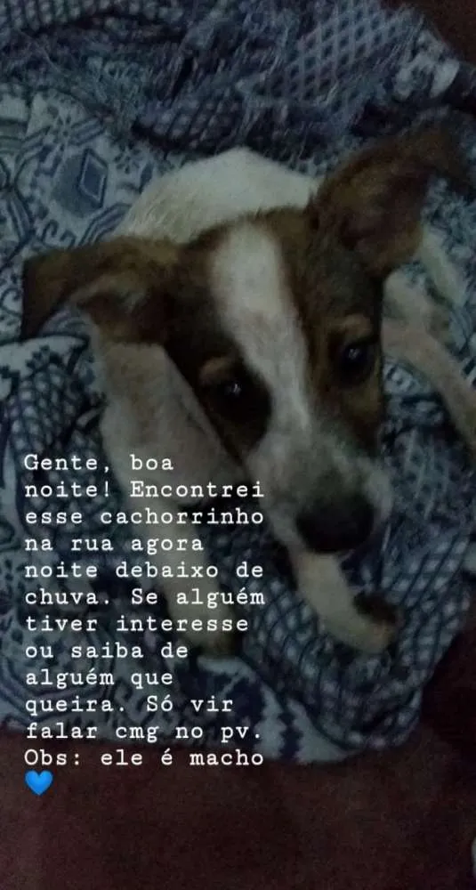 Cachorro ra a Rnd idade 2 a 6 meses nome Nao tem