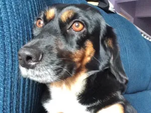 Cachorro raça Vira lata idade 4 anos nome Mel