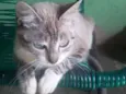 Lola