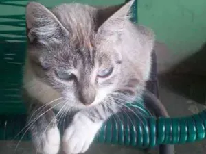 Gato raça Indefinida idade 1 ano nome Lola