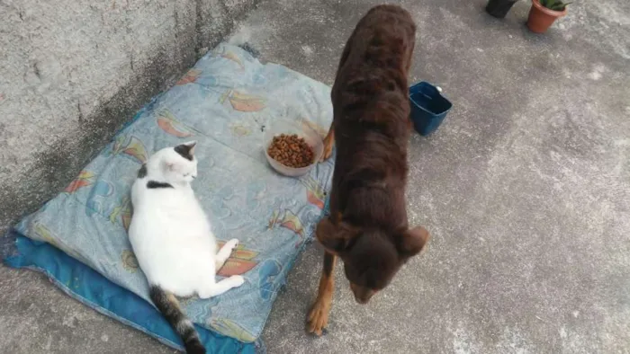 Cachorro ra a Vira lata idade 7 a 11 meses nome ?