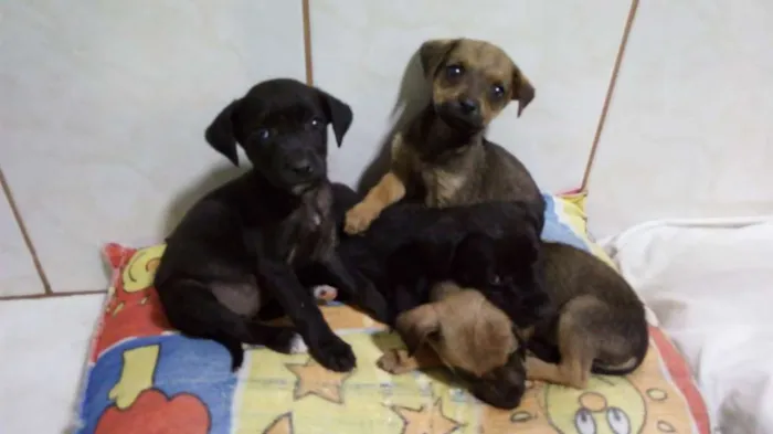 Cachorro ra a Sem raça definida idade 2 a 6 meses nome Não possui ainda