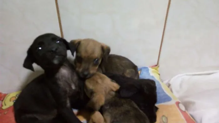 Cachorro ra a Sem raça definida idade 2 a 6 meses nome Não possui ainda