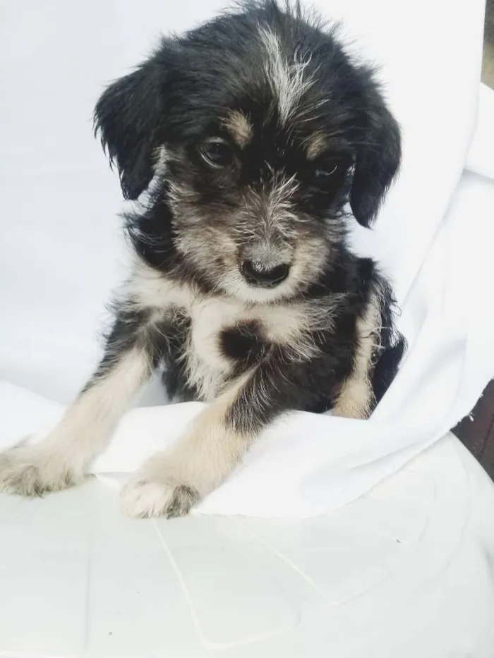 Cachorro ra a  idade Abaixo de 2 meses nome Filhotes 