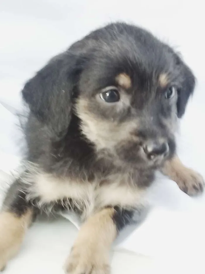 Cachorro ra a  idade Abaixo de 2 meses nome Filhotes 