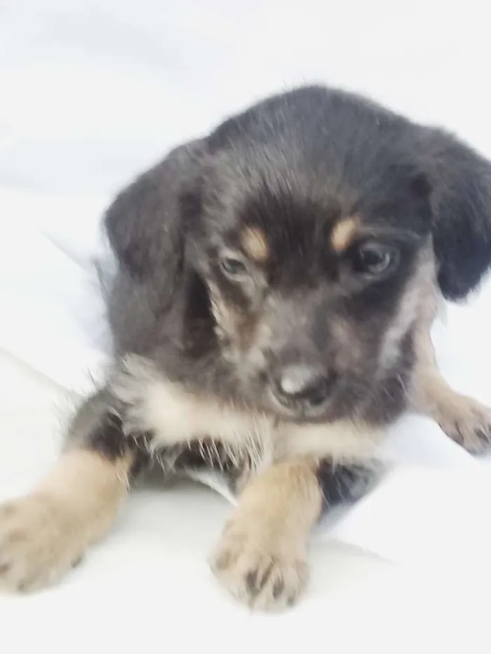 Cachorro ra a  idade Abaixo de 2 meses nome Filhotes 