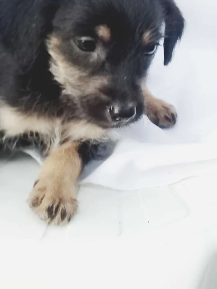 Cachorro ra a  idade Abaixo de 2 meses nome Filhotes 