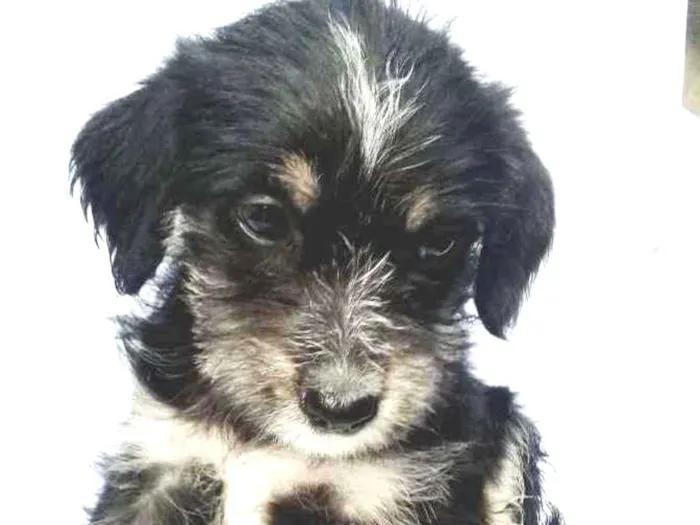 Cachorro ra a  idade Abaixo de 2 meses nome Filhotes 
