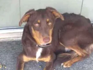 Cachorro raça Vira lata idade 7 a 11 meses nome ?