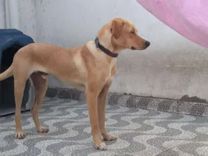 Cachorro raça Sem idade 1 ano nome Astro e era