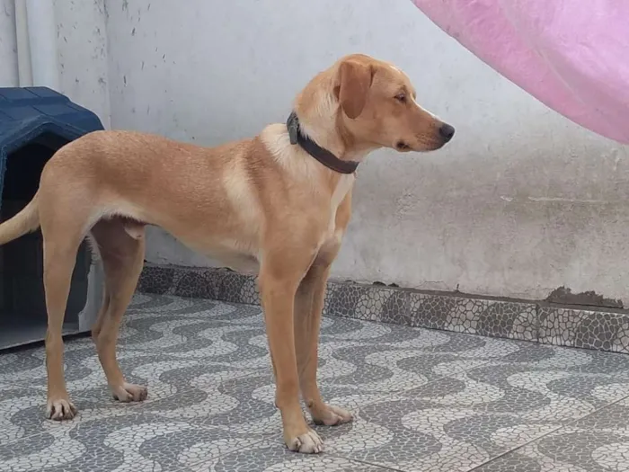 Cachorro ra a Sem idade 1 ano nome Astro e era