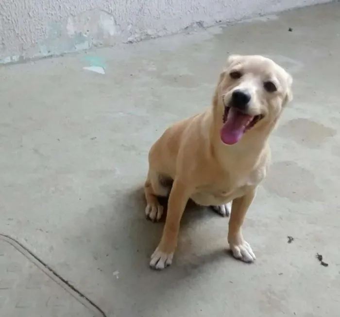Cachorro ra a Vira lata idade 7 a 11 meses nome Linda