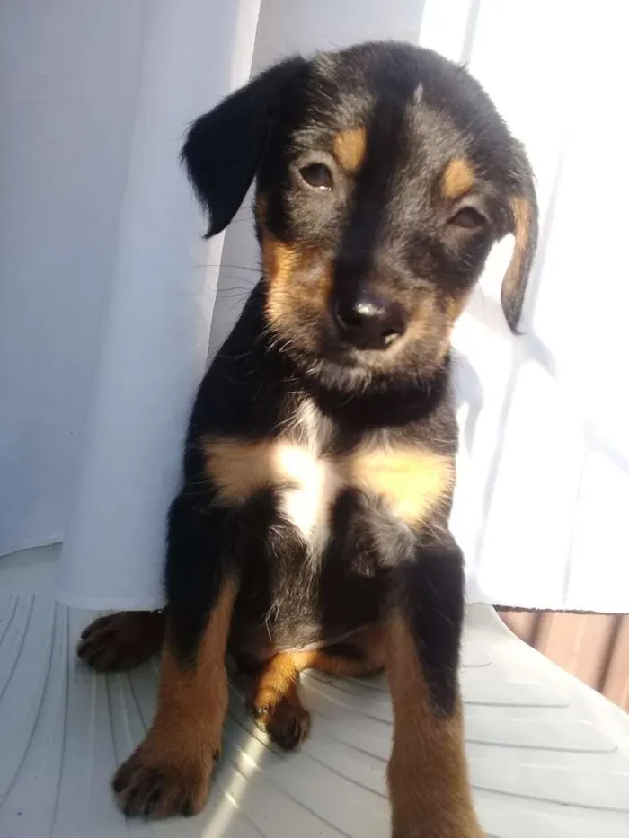 Cachorro ra a  idade Abaixo de 2 meses nome Filhotes 
