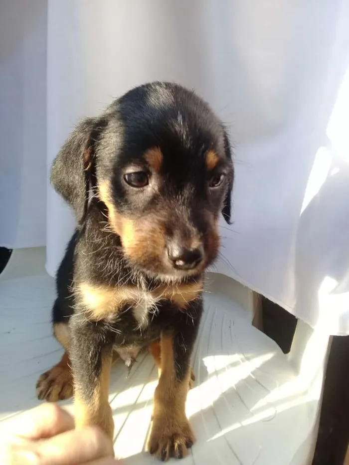 Cachorro ra a  idade Abaixo de 2 meses nome Filhotes 
