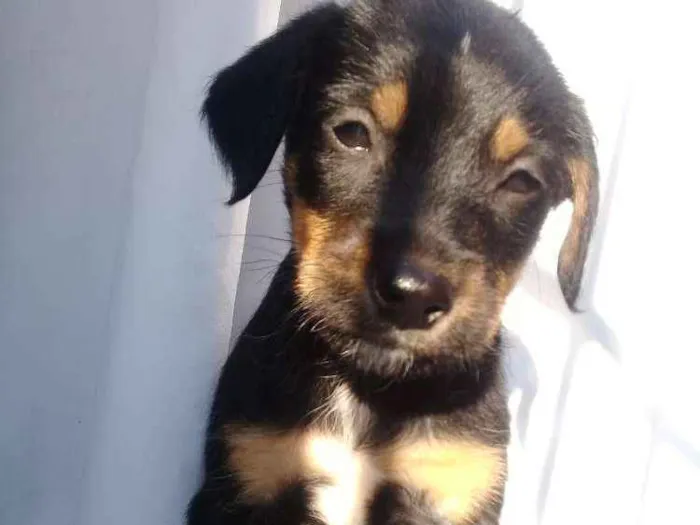 Cachorro ra a  idade Abaixo de 2 meses nome Filhotes 