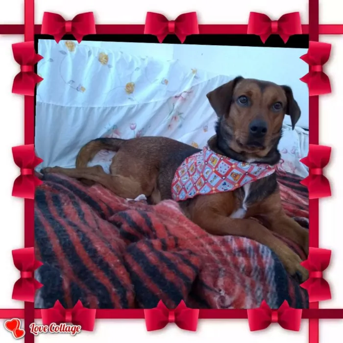 Cachorro ra a Srd idade 2 anos nome Mel