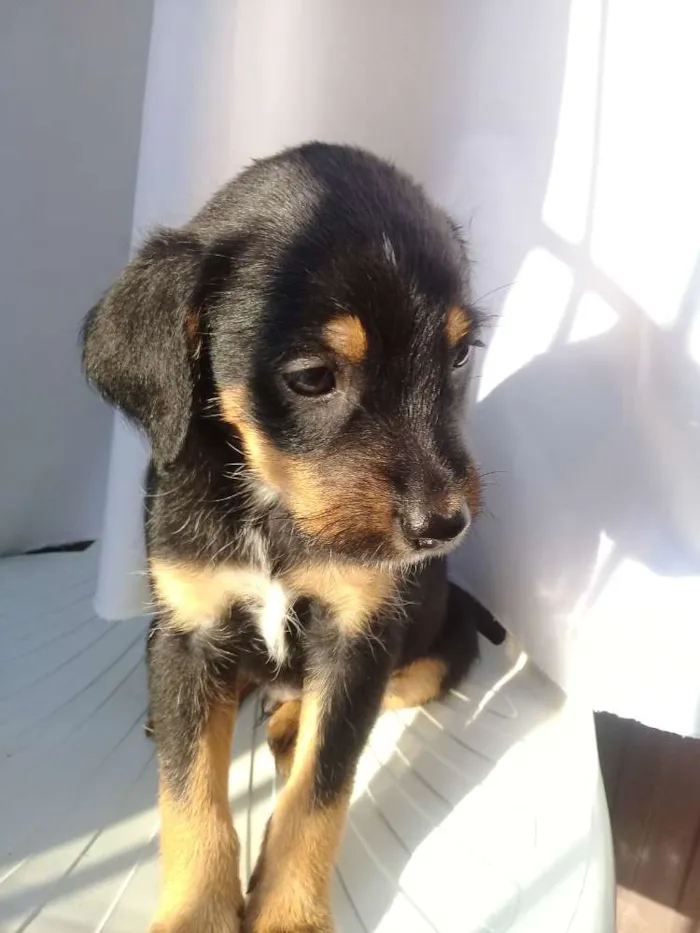 Cachorro ra a  idade Abaixo de 2 meses nome Filhotes 