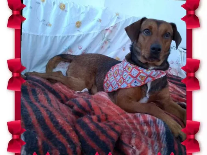 Cachorro ra a Srd idade 2 anos nome Mel
