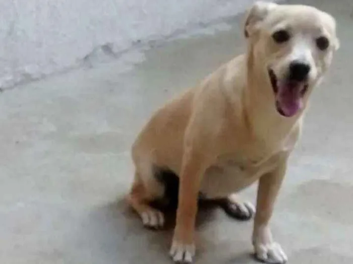 Cachorro ra a Vira lata idade 7 a 11 meses nome Linda