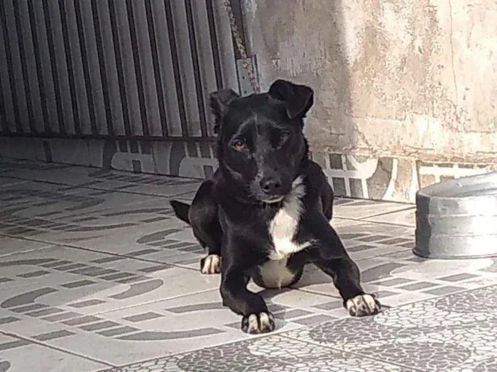Cachorro ra a Sem idade 1 ano nome Astro e era