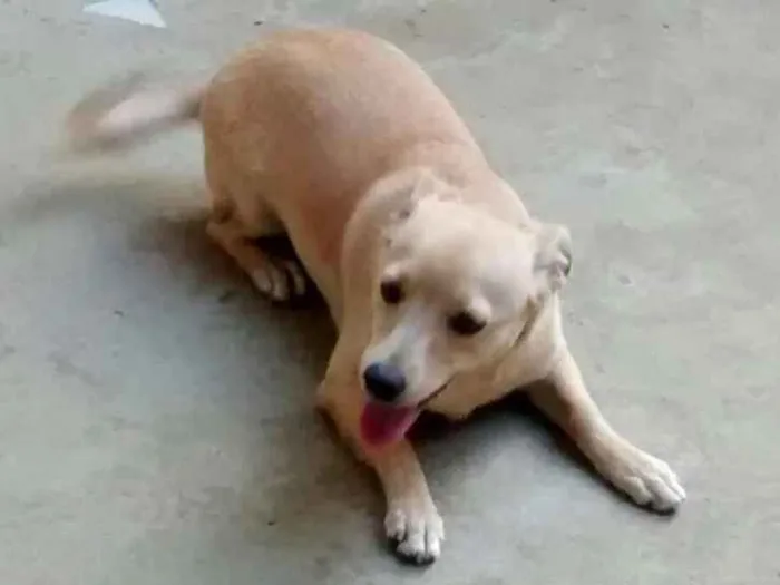 Cachorro ra a Vira lata idade 7 a 11 meses nome Linda