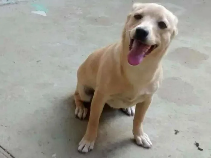 Cachorro ra a Vira lata idade 7 a 11 meses nome Linda