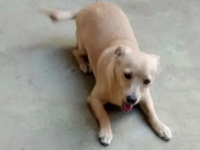 Cachorro ra a Vira lata idade 7 a 11 meses nome Linda